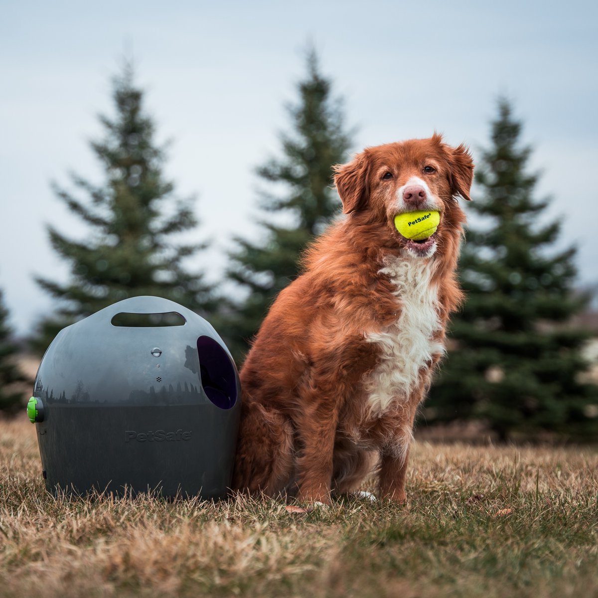 🐾GIVEAWAY 🐾 Want to win an Automatic Ball Launcher for your ball obsessed #dog ? 🐶 To enter: retweet, comment and follow @PetSafeUK #Giveaway #Competiton