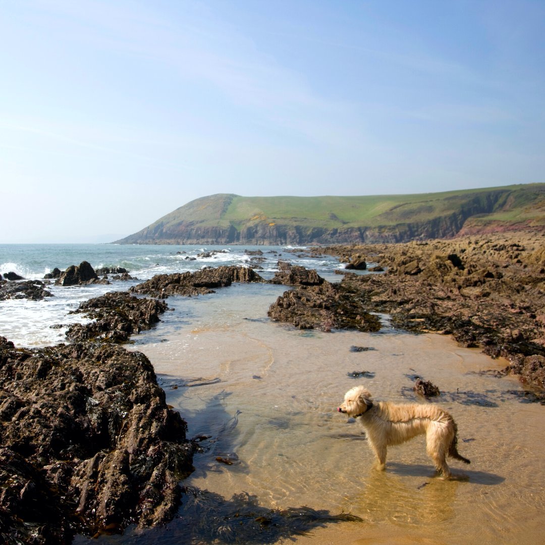 Does your dog love the beach?⁠ 🐾
⁠
With many #DogFriendly beaches & an epic coast path, Pembrokeshire is a top destination for #PetFriendly holidays 🐶⁠ Book yours: l8r.it/4KKh

📌Manorbier
⁠
#visitpembrokeshire #visitwales #coastalcottages