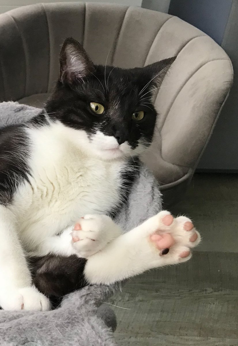 Milo: Happy #ToebeanTuesday from my back 🐾 paw!
💕🐾 🐾🐾🐾🐾🐾🐾🐾🐾🐾🐾💕

#CatsAreFamily #CatsOfTwitter #CatsOfX #BackPawToebean