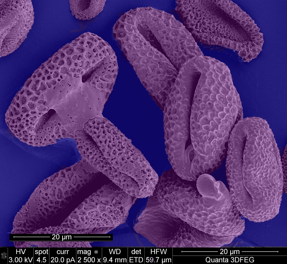 NEMI (@projectnemi) on Twitter photo 🌳"Polls of a Willow Tree"🍃by Ingeborg Schreur, <a href="/TUeindhoven/">TU Eindhoven</a>
🌿A closer look at the detailed structures of the willow tree's pollen, imaged with a #SEM QUANTA (FEI) at 3 kV.
#SEM #WillowTree #Botany #TUEindhoven #Nemi #NemiProject #Microscopy #ElectronMicroscopy 🌳"Polls of a Willow Tree"🍃by Ingeborg Schreur, <a href="/TUeindhoven/">TU Eindhoven</a>
🌿A closer look at the detailed structures of the willow tree's pollen, imaged with a #SEM QUANTA (FEI) at 3 kV.
#SEM #WillowTree #Botany #TUEindhoven #Nemi #NemiProject #Microscopy #ElectronMicroscopy