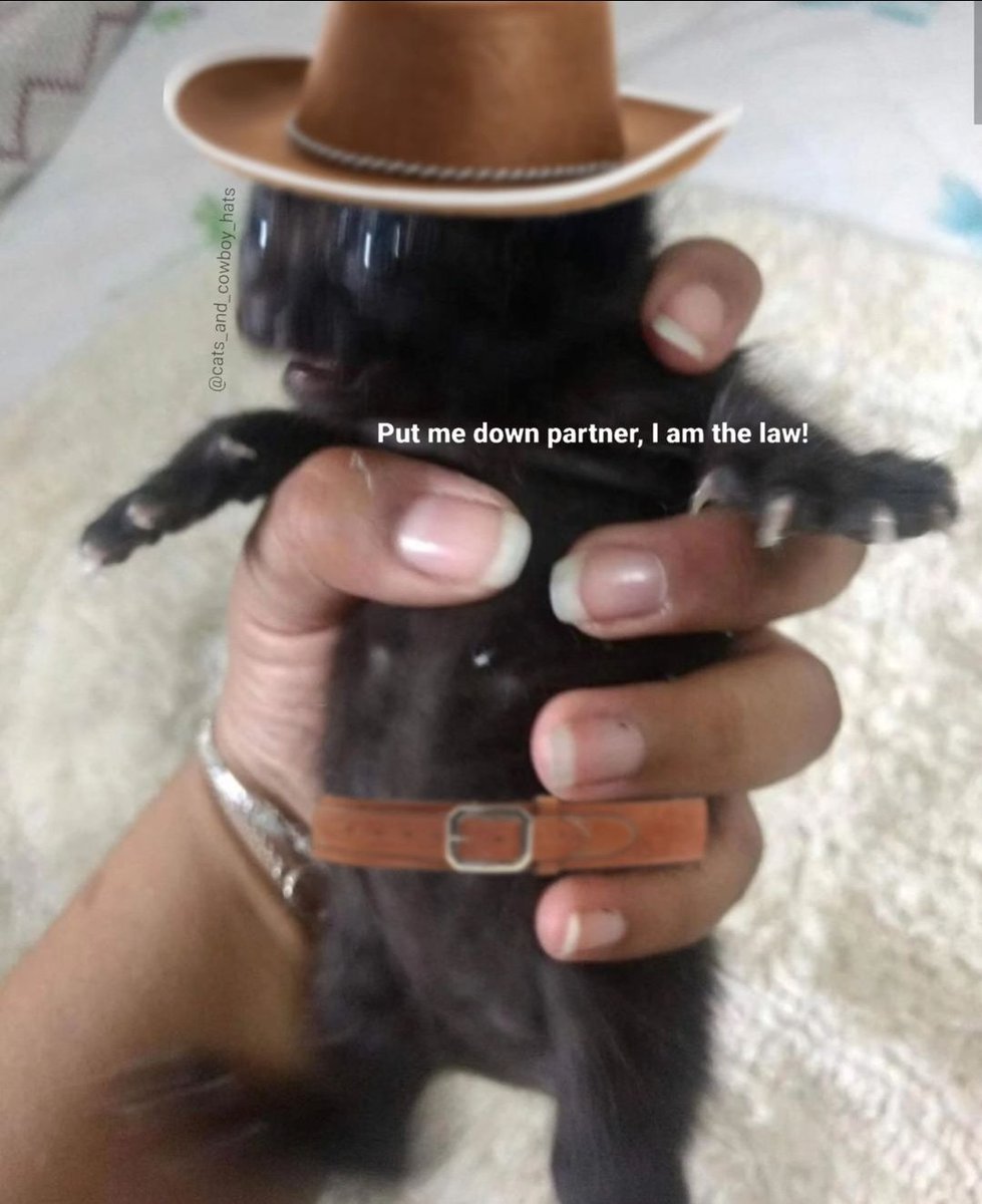 smol silly cat tweet media