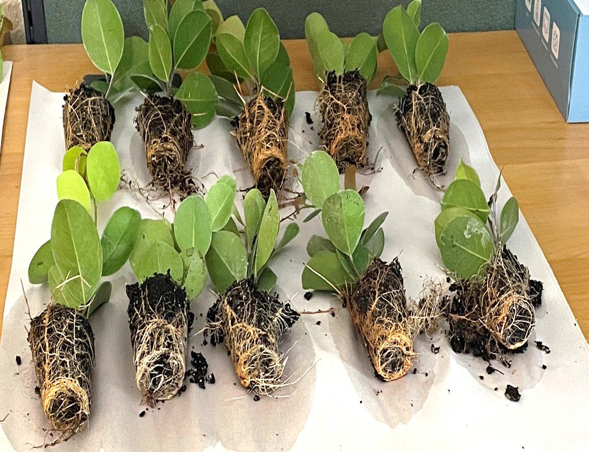 Harrell’s LLC tweet media