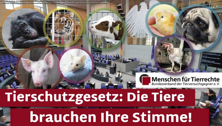 Das Bundeskabinett soll morgen, am 22.05.2024, über die Novelle des  Tierschutzgesetzes abstimmen. Wir rufen die Abgeordneten dazu auf, nicht von den geplanten  Tierschutzverbesserungen zurückzuweichen. tierrechte.de/2024/05/21/22-…
