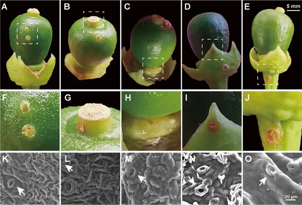 PlantMethods's tweet photo. Clarification of the infection pattern of Xanthomonas citri subsp. citri on citrus fruit by artificial inoculation
Full text:
https://t.co/kT9xUCAGNI
#PlantMethods #CitrusCanker #FruitDevelopment https://t.co/fFYaF0mqfJ