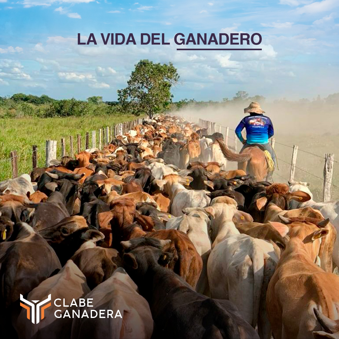 Ser ganadero implica trabajo duro, pero también es una oportunidad para contribuir al sector agropecuario y al bienestar animal. ¿Te gustaría? Aquí te dejamos algunas claves i.mtr.cool/mfrqefjvwj