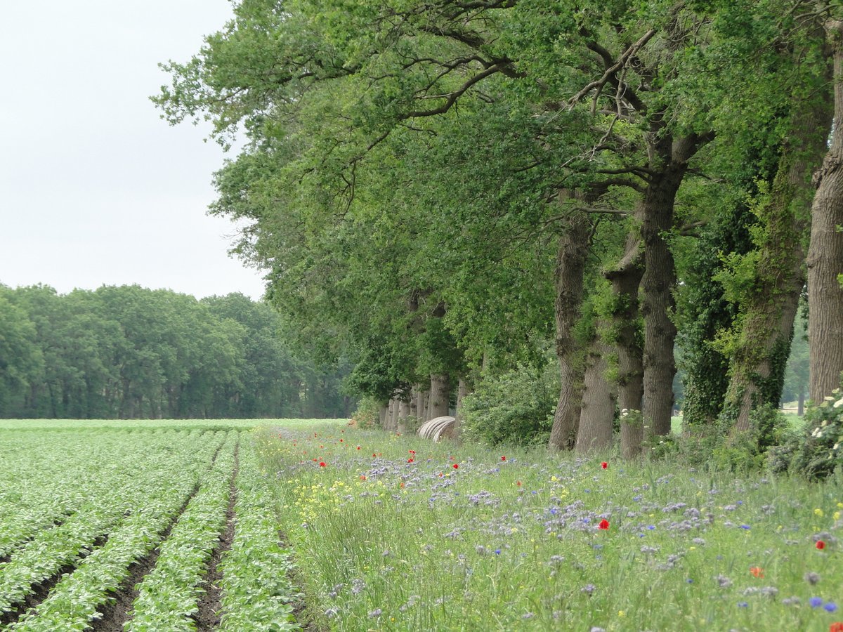 Zandpaden, #akkers, #houtwallen, #struwelen, overhoekjes, kruidenrijke vegetatie: het doet er allemaal toe. Met het #ANLb worden leefgebieden van diersoorten verbonden en versterkt. Met de boeren creëren we een lappendeken aan maatregelen. We noemen dit #mozaïekbeheer. 2/3