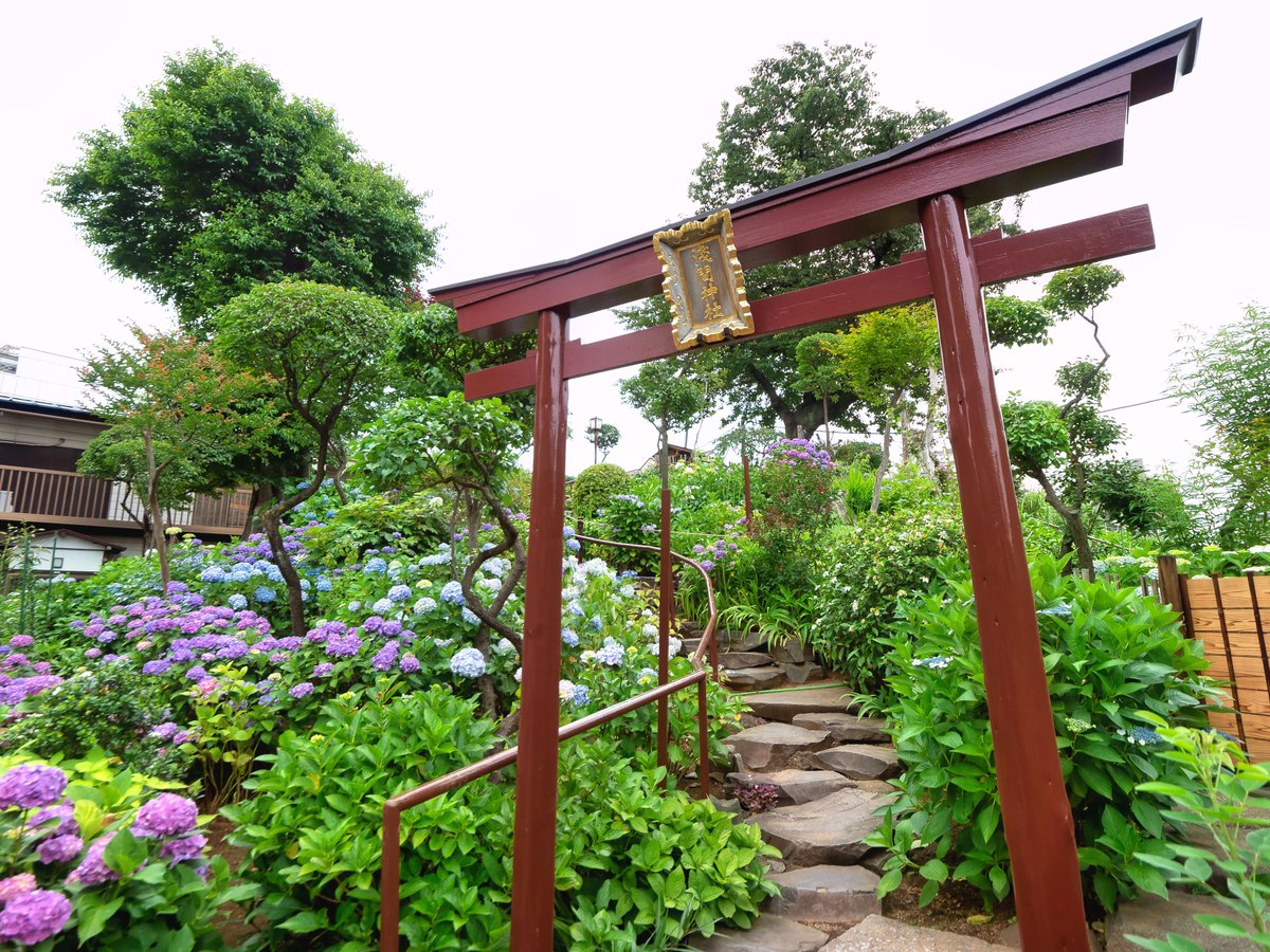 You don’t need to travel far to find some amazing spots for the hydrangeas in Japan. In fact, one of the best spots in the Kanto region is located right in the middle of Tokyo. Known as Hakusan Shrine, this hidden gem is a perfect addition to any trip during June!