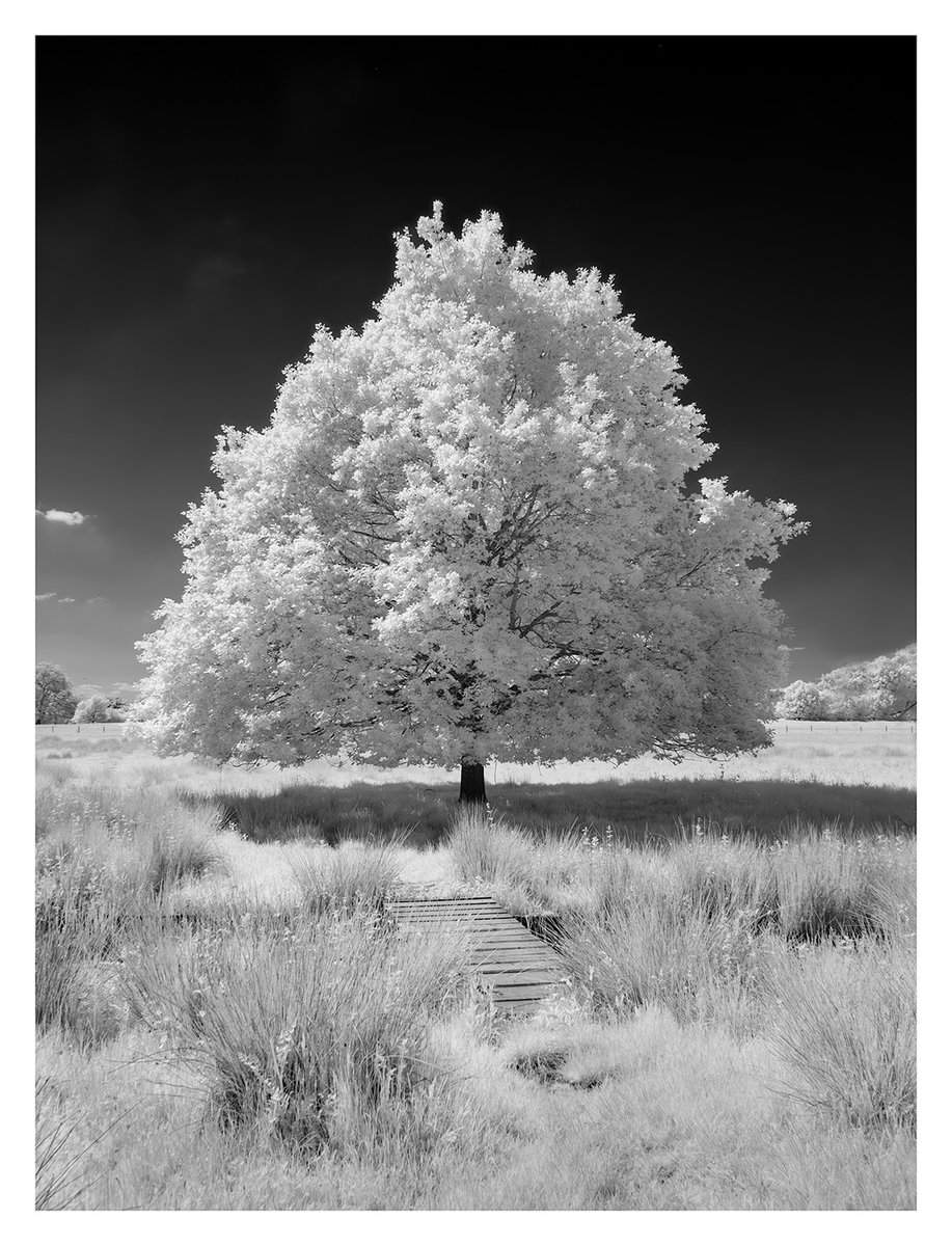 headedforhades's tweet photo. Grabbing some midday sun for more IR monochrome fun #monochrome #ir720
📸: Me https://t.co/GiCh3Mgu04