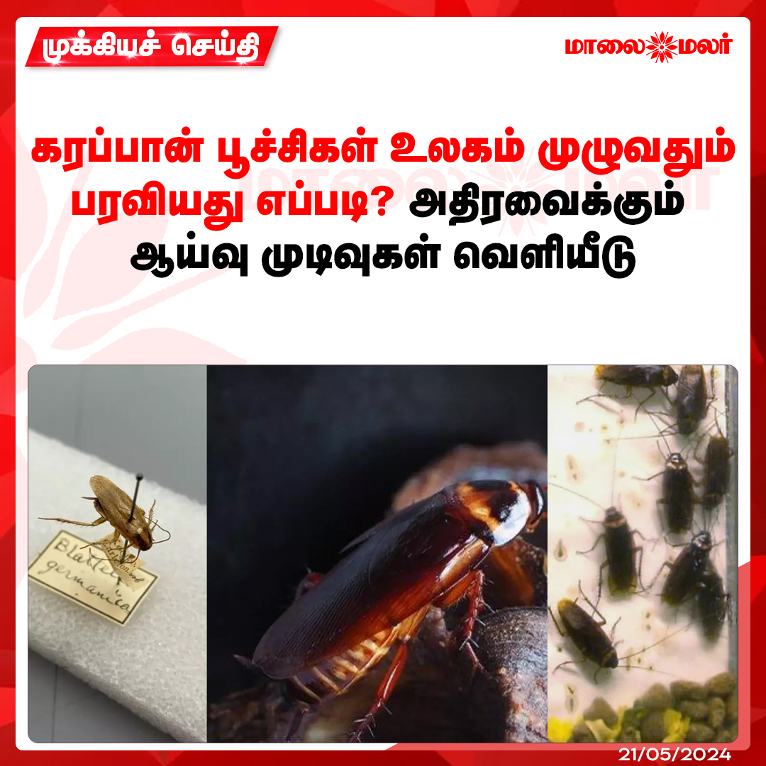 maalaimalar's tweet image. மேலும் படிக்க : maalaimalar.com/news/world/how…

#cockroaches #worldpublication #tamilnews #MMNews #Maalaimalar