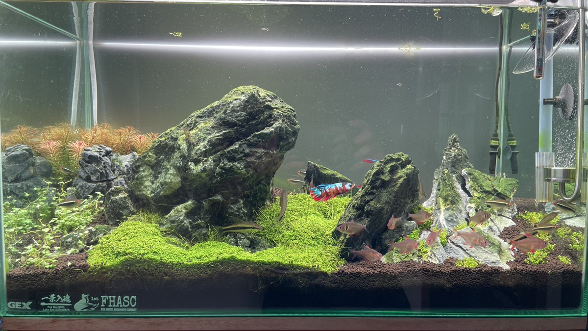 AquaYotti's tweet photo. 一枚目がアクロのトライアングルグロー
二枚目がChihiros VIVID2
鮮やかさが全然違う!
これは断然お勧めですね♪
#chihiros
#VIVID2 https://t.co/UlP8QUHehF
