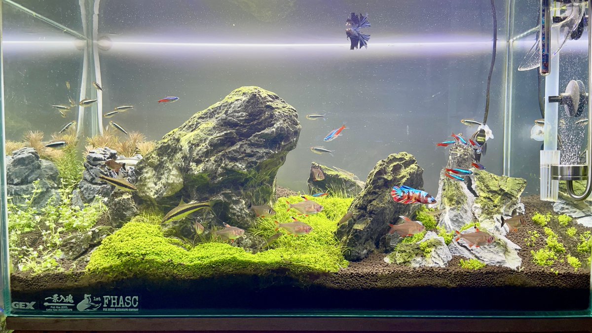 AquaYotti's tweet photo. 一枚目がアクロのトライアングルグロー
二枚目がChihiros VIVID2
鮮やかさが全然違う!
これは断然お勧めですね♪
#chihiros
#VIVID2 https://t.co/UlP8QUHehF