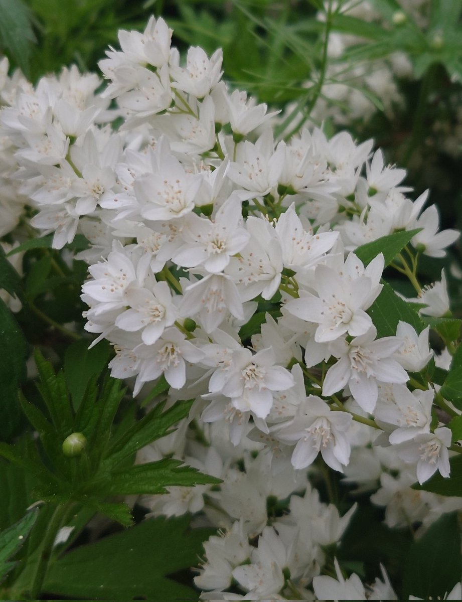 卯月に咲く花「卯の花」
茎が中空のため空木（うつぎ)

#空木 (ウヅキ)