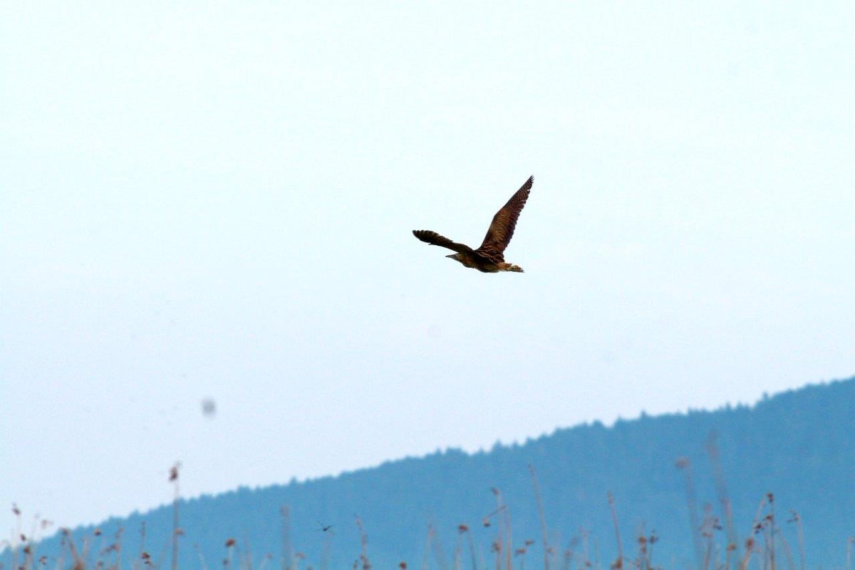 Today is Natura 2000 day! 🌟🌳 💚 #Natura2000 is the largest network of protected areas in the world, with over 27 000 nature sites covering almost one-fifth of land and one-tenth of surrounding seas. Three projects from @MijnNatuurpunt, @BirdLifeSI, @SEO_BirdLife &