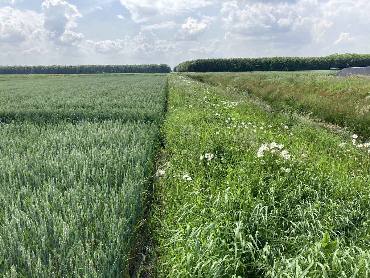 Er liggen ook veel #kruidenrijkeakkerranden langs #watergangen. Ze dienen als een buffer tussen #akker en #sloot. Dit is goed voor de #waterkwaliteit. Daarnaast leven in deze randen ook tal van insecten, reptielen en amfibieën. Alle kleine bee(s)tjes helpen. #ANLbweetjes 3/3