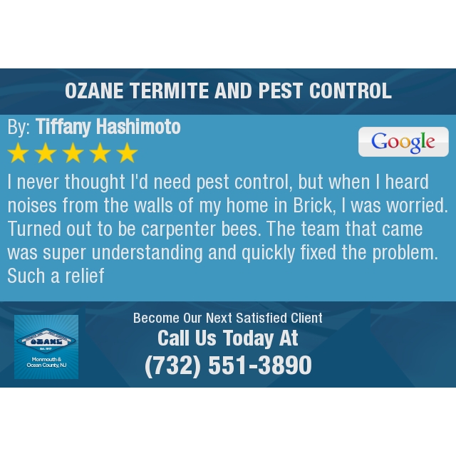 5 Star: Tiffany H. "I never thought I'd need pest control, but when I heard noises from the walls of..."