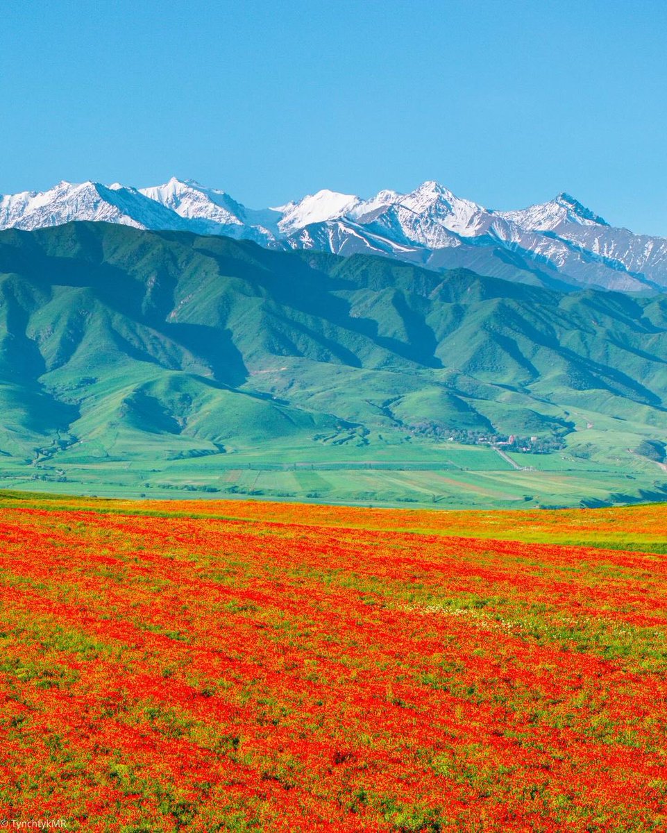 Poppy fields