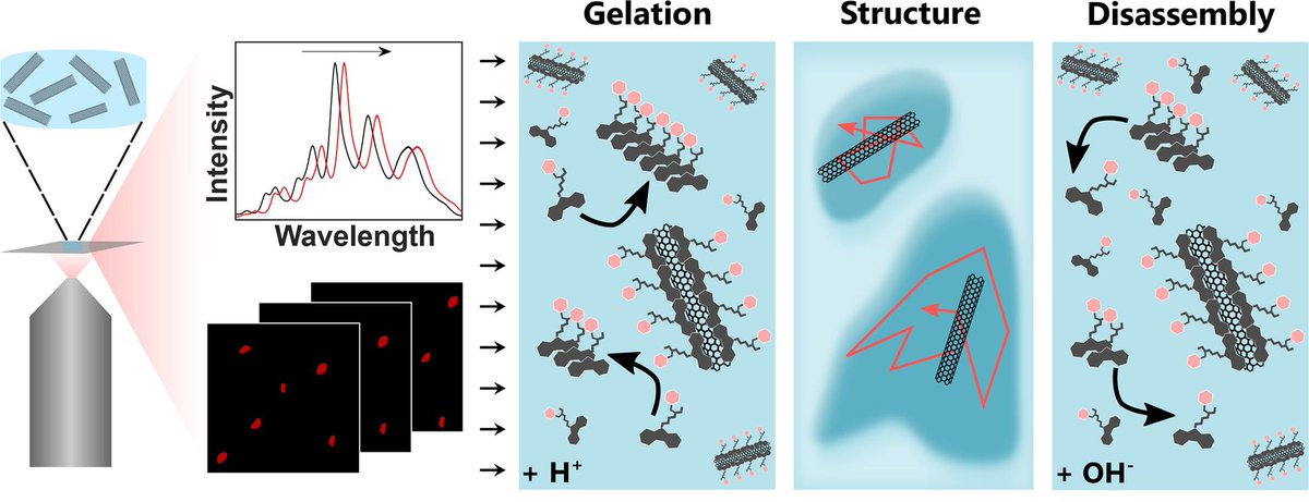 New paper alert 🔥🔥🔥 Hot off the press!!
We've developed a platform using single-walled carbon nanotubes @nanocarbons as NIR fluorescent probes for non-destructive evaluation of supramolecular self-assembling hydrogels over time
@Tel_Aviv_Uni
@TelAvivUni
authors.elsevier.com/a/1j7Nc4-sDf5KY