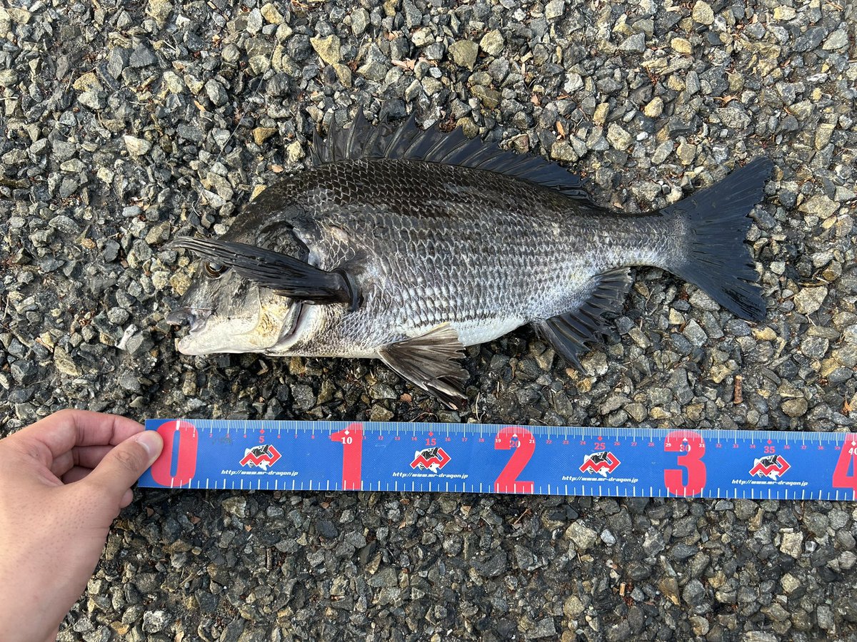 久々に良型釣れました＼('ω' )／
年無し筆頭に計3枚！
そして声掛けて下さったかもめさん(<a href="/GULL727/">かもめ🐟</a> )
ありがとうございましたー！
 #ヘチ釣り