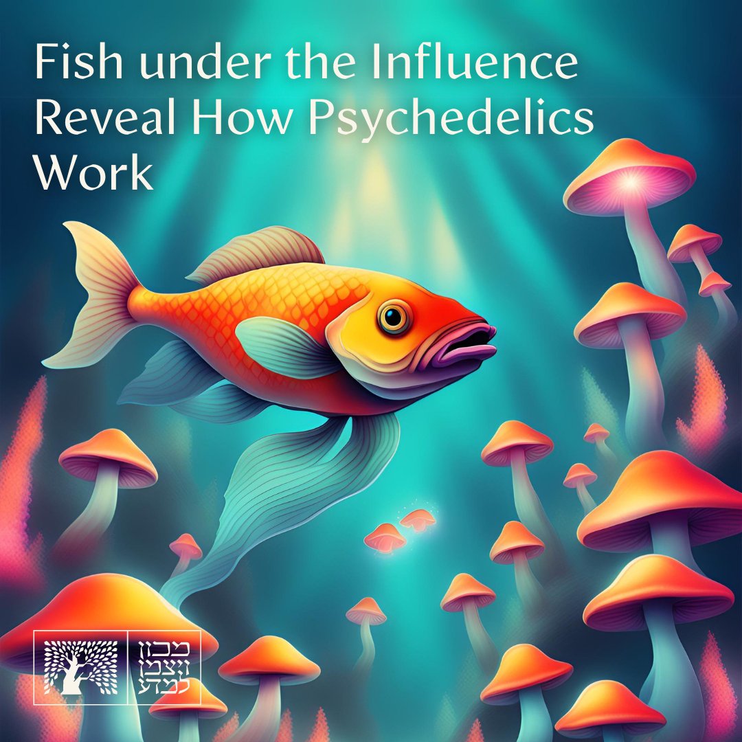 A Weizmann Institute method for tracking the effects of drugs on zebrafish may help develop improved therapies for depression and other mood-related disorders >> bit.ly/fish-mushroom-… @T___Kawashima