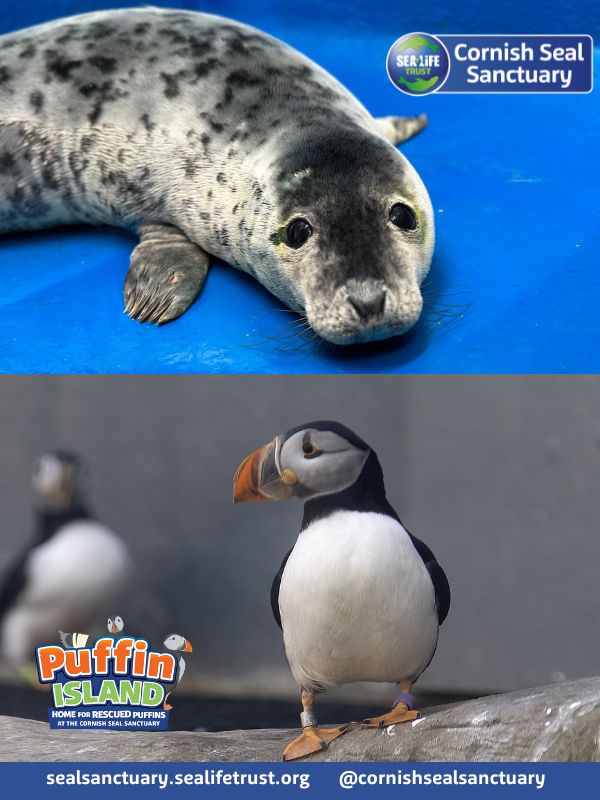 Seymac Distribution (@seymac_d) on Twitter photo Make unforgettable memories <a href="/Seal_Sanctuary/">CornishSealSanctuary</a>  – where seal rescue is at the heart of everything we do! - mailchi.mp/seymacdistribu… Make unforgettable memories <a href="/Seal_Sanctuary/">CornishSealSanctuary</a>  – where seal rescue is at the heart of everything we do! - mailchi.mp/seymacdistribu…