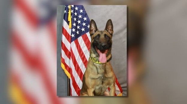 We extend our heartfelt condolences to the Forsyth County Sheriff’s Office during this incredibly difficult time as they mourn the loss of K9 Dano. Our thoughts are with Dano's handlers, colleagues, and all who had the privilege of knowing this remarkable K9.