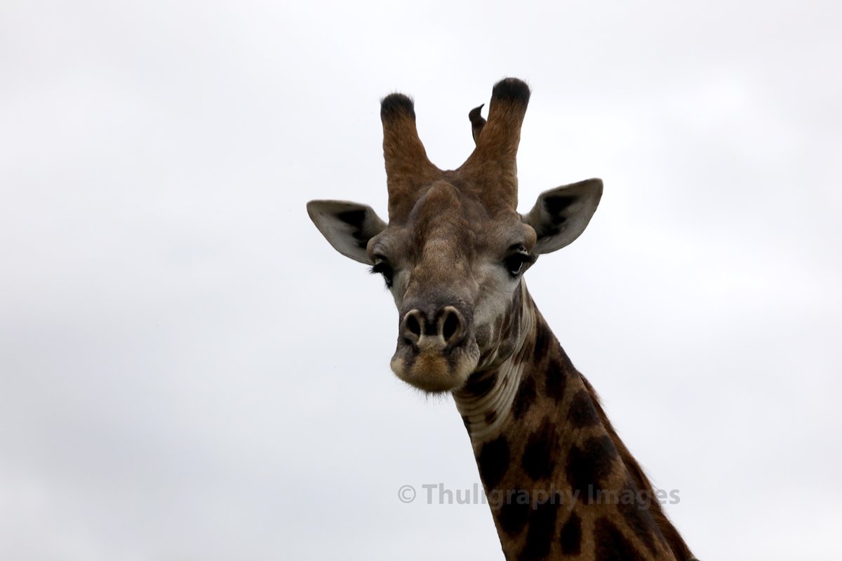 moskido's tweet photo. Day 9: Wildlife

 #21DayPhotoChallengeSA https://t.co/Rvyz3VnBKU