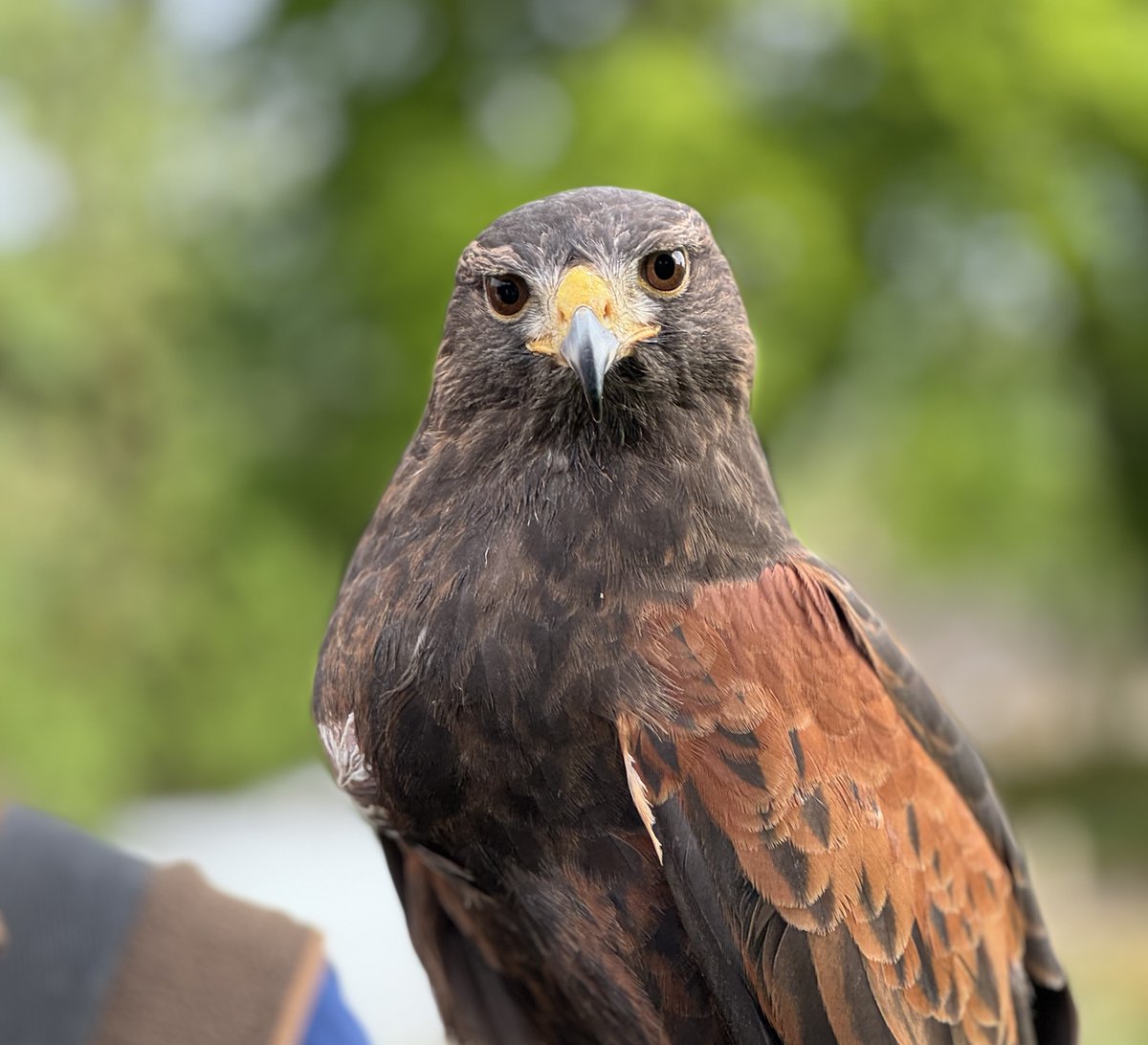 Tobi Emonts-Holley tweet media