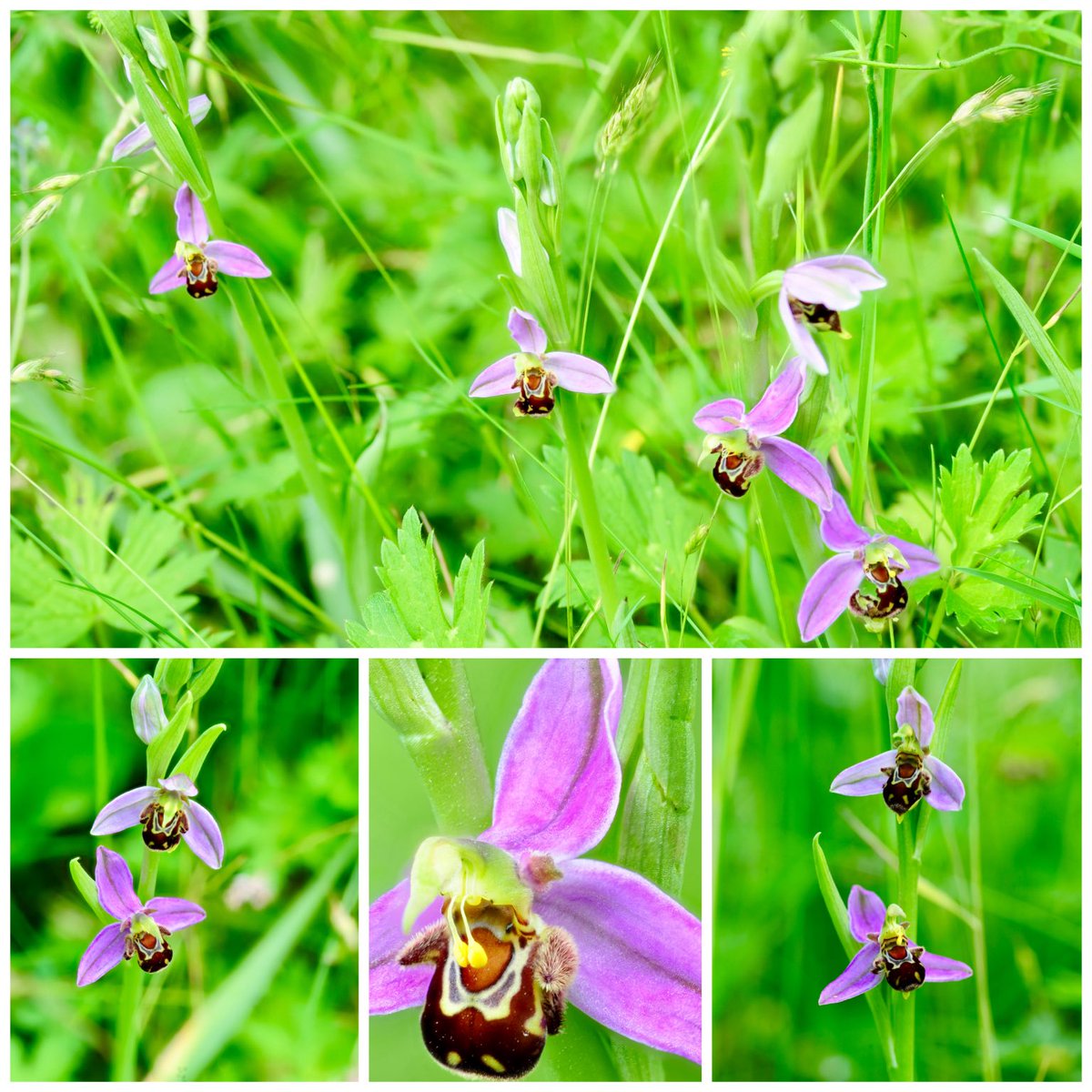 Bee Orchids (Ophrys apifera ) pushing through between the grass and buttercups on the verges outside a car showroom #lancashire #wildflowerhour @bsbibotany ⁦@ukorchids⁩