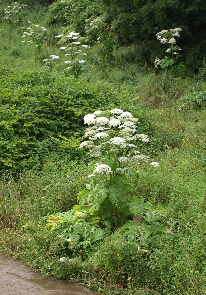 Invasive species are a major problem for Scottish watercourses. #INNSweek Giant hogweed, Japanese knotweed and Himalayan balsam dominate many river banks where they outcompete native species and reduce biodiversity. 🌱 Riparian woodlands are #NatureChampioned by @Rachael2Win