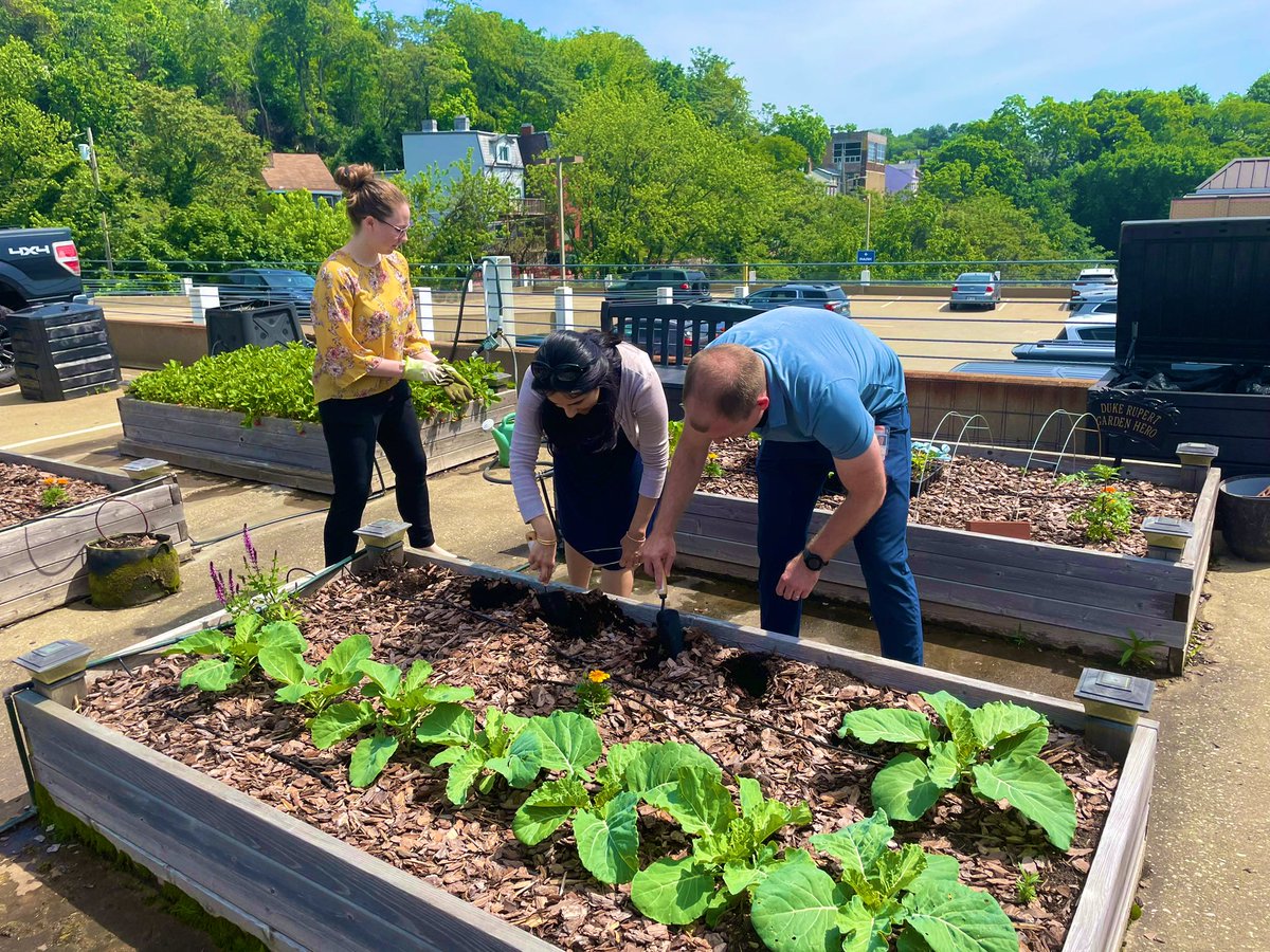 Our strawberry box is cranking out healthy snacks! 🍓🍓🍓🍓🍓

Chiefs hard at work getting lettuce planted 👨🏼‍🌾👩‍🌾🧑🏾‍🌾

Did you know, you can’t just plant seeds started indoors right away. The baby plants need days to weeks of progressive acclimitization before seeing full sun ☀️