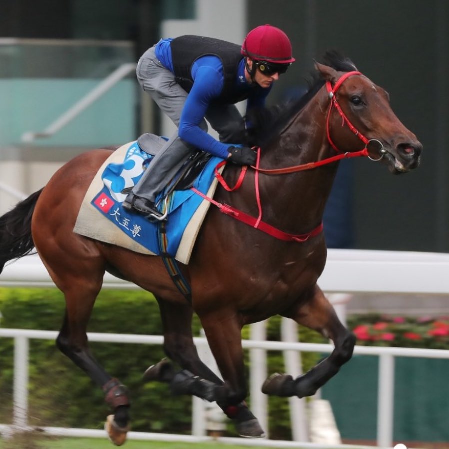 Two ex Aidan O’Brien stars! 🇭🇰 🇮🇪 RUSSIAN EMPEROR with @DJWhyteTrainer on board and MASSIVE SOVEREIGN with @zpurton stretch their legs ahead of Sunday’s Group 1. #HKRacing | @AtTheRaces