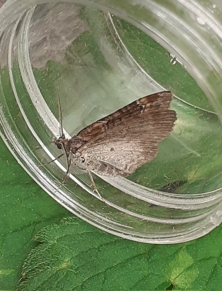 Opinions please folks. Obviously one of Red Twin-spot Carpet/Dark-barred Twin-spot Carpet and not exactly 'box fresh'. I've been aggregating these and haven't currently got time to delve deeper. I know @LesEvansHillBC wrote on this recently.