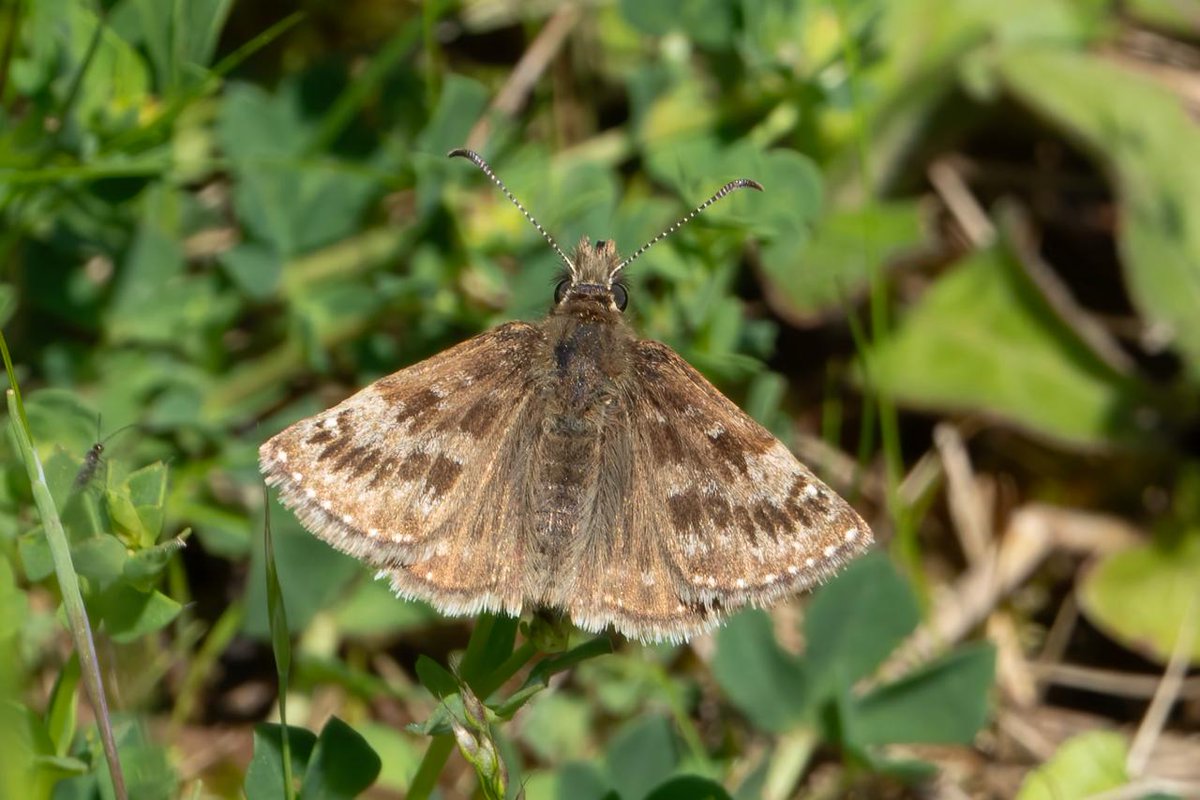 On Sunday we held our Open Your Eyes event at <a href="/FNACP1/">FNACP</a>, encouraging locals to get out and record two of our LBAP butterfly species - Green Hairstreak and Dingy Skipper. We had a fantastic day with 15 GH and 13 DS spotted!
nottsbag.org.uk/.../open-your-…
📷: Debbie Beet, Kayleigh Woodhouse