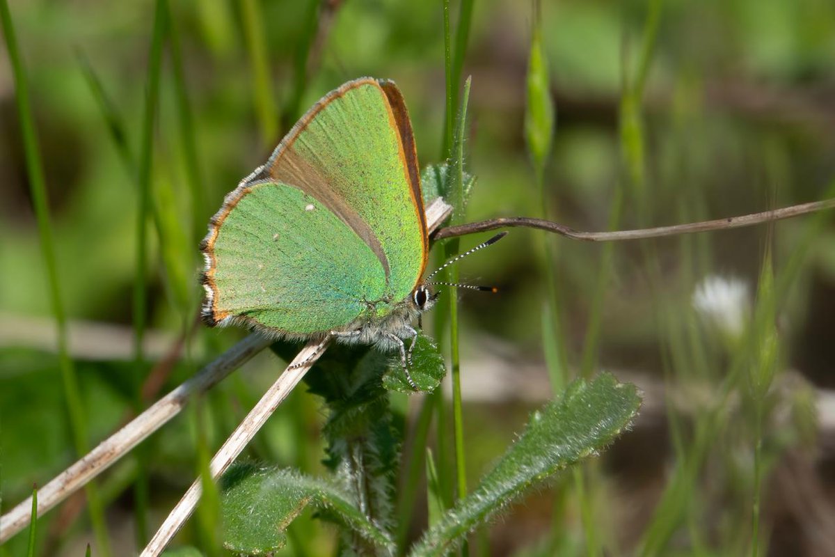Notts BAG tweet media