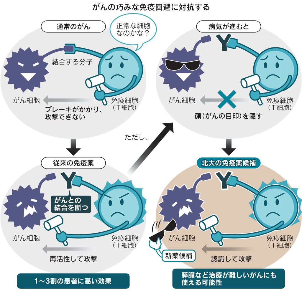 免疫でがん倒す新技術、難しい膵臓や脳でも　北大や理研 nikkei.com/article/DGXZQO… がん細胞に目印を出させたり、免疫細胞を活性化させたりする技術を開発。診断5年後生存率が10％以下の治療が難しいがんを対象に治験実施を目指します。