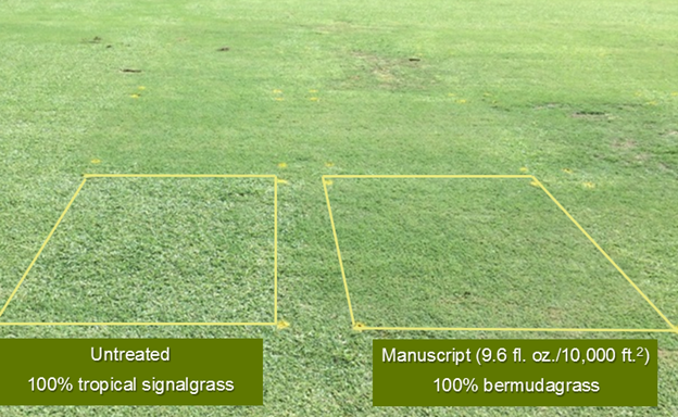 Mature weeds have met their match! 💪 #ManuscriptHerbicide provides outstanding post-emergent weed control on bermudagrass, zoysiagrass, fine fescues and annual bluegrass with great turf safety. Read about Manuscript ➡️ bit.ly/3wu098a