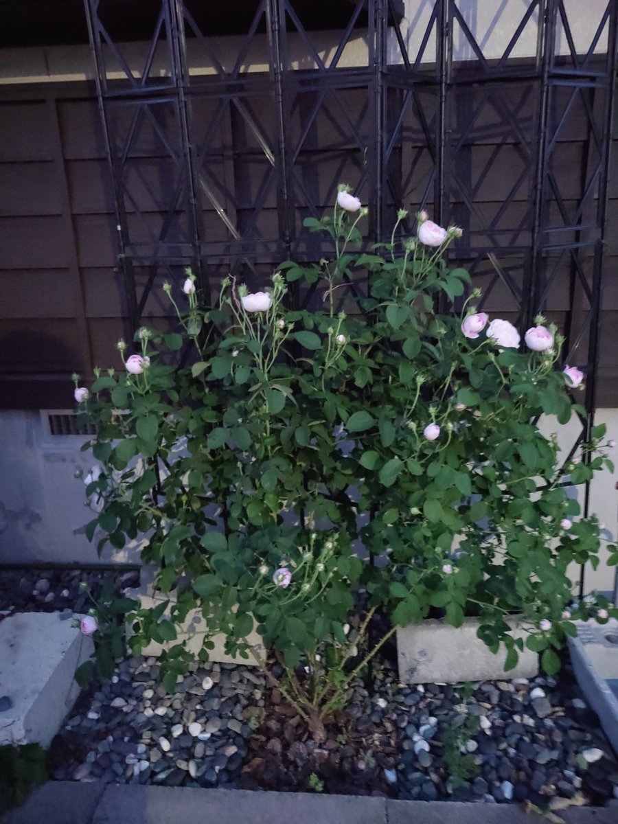 ひゃぁ！その２
昨年植えたDuchesse Montebelloが咲いてる‼️
いい香り〜💕 優雅🥰