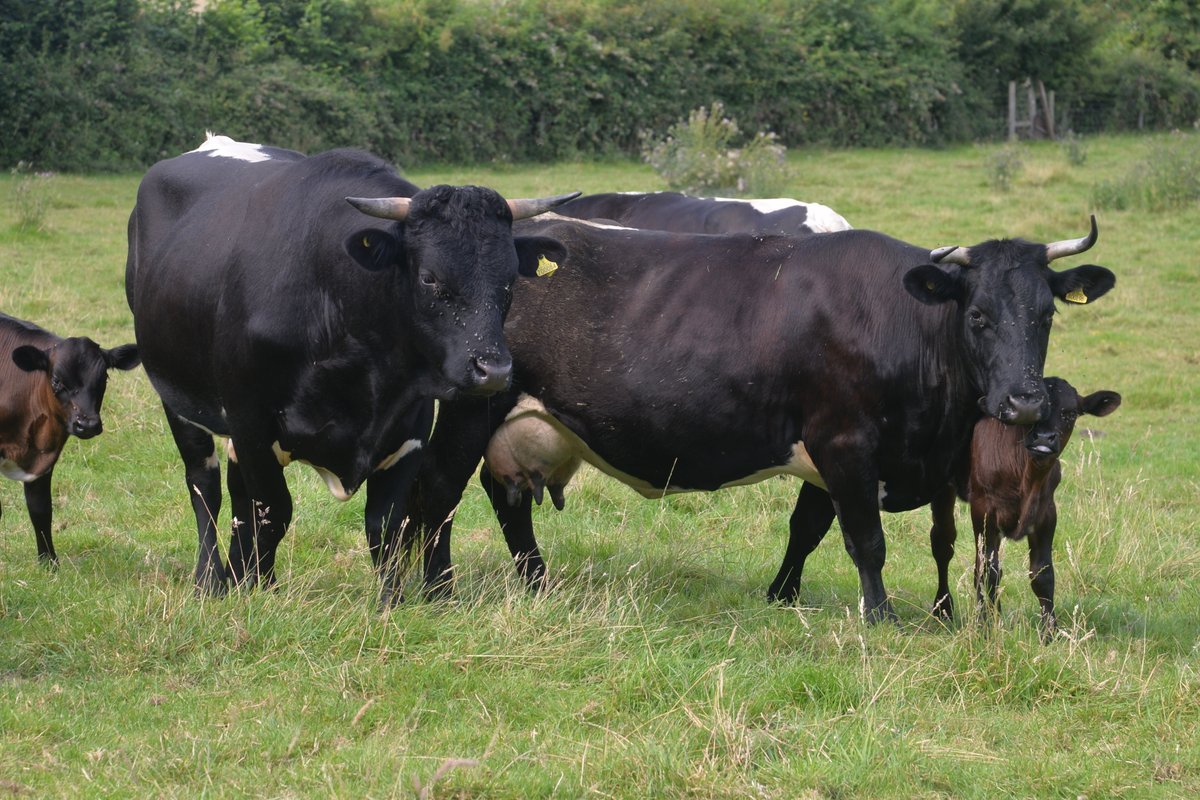 #InternationalHeritageBreedsWeek Gloucester Cattle are an ancient breed that has been common in the Severn Valley area since the 13th century. They were originally a tri-purpose breed, valued for their milk, beef and as draught oxen. Read more here: rbst.org.uk/gloucester