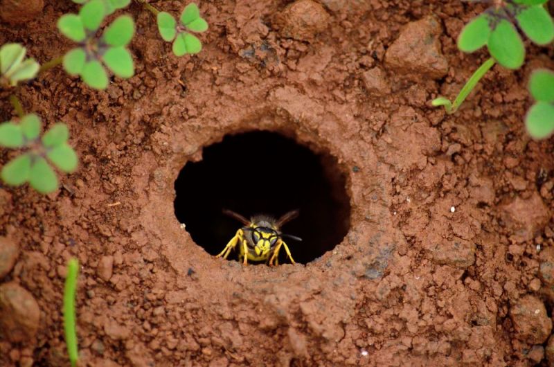 🐝Dans le cadre du projet européen « Life Wild Bees », #VINCIAutoroutes travaille en collaboration avec le @pmaraispoitevin afin de préserver l’abeille sauvage, tout en lui offrant un habitat aux abords de l’@A83Trafic.