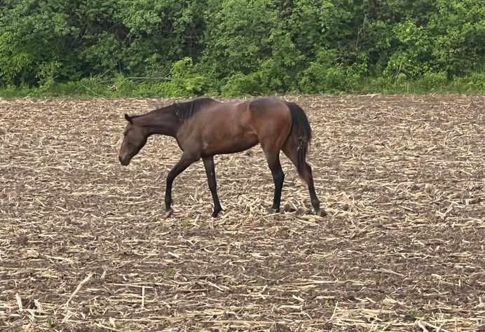 Ottawa Police Operations (@dutyinspector) on Twitter photo Traffic hazard: Officers are on scene in the area of Carp Rd and Kinburn Side Rd for a horse that left their stable.
Please use caution if driving in the area.
Residents: if you are aware of any horse owners in the area, please check your stables!
<a href="/OttawaPolice/">Ottawa Police</a> #Ottawa Traffic hazard: Officers are on scene in the area of Carp Rd and Kinburn Side Rd for a horse that left their stable.
Please use caution if driving in the area.
Residents: if you are aware of any horse owners in the area, please check your stables!
<a href="/OttawaPolice/">Ottawa Police</a> #Ottawa