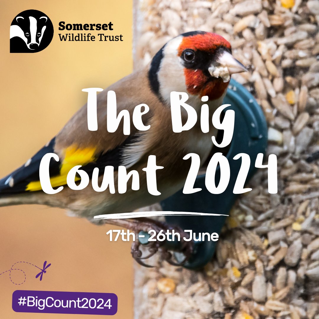 Get ready for the #BigCount2024! 🥳 Help us look for birds, bugs, and beasties this summer! Claim your FREE pack when you sign up: somersetwildlife.org/bigcount2024 #Somerset #CitizenScience