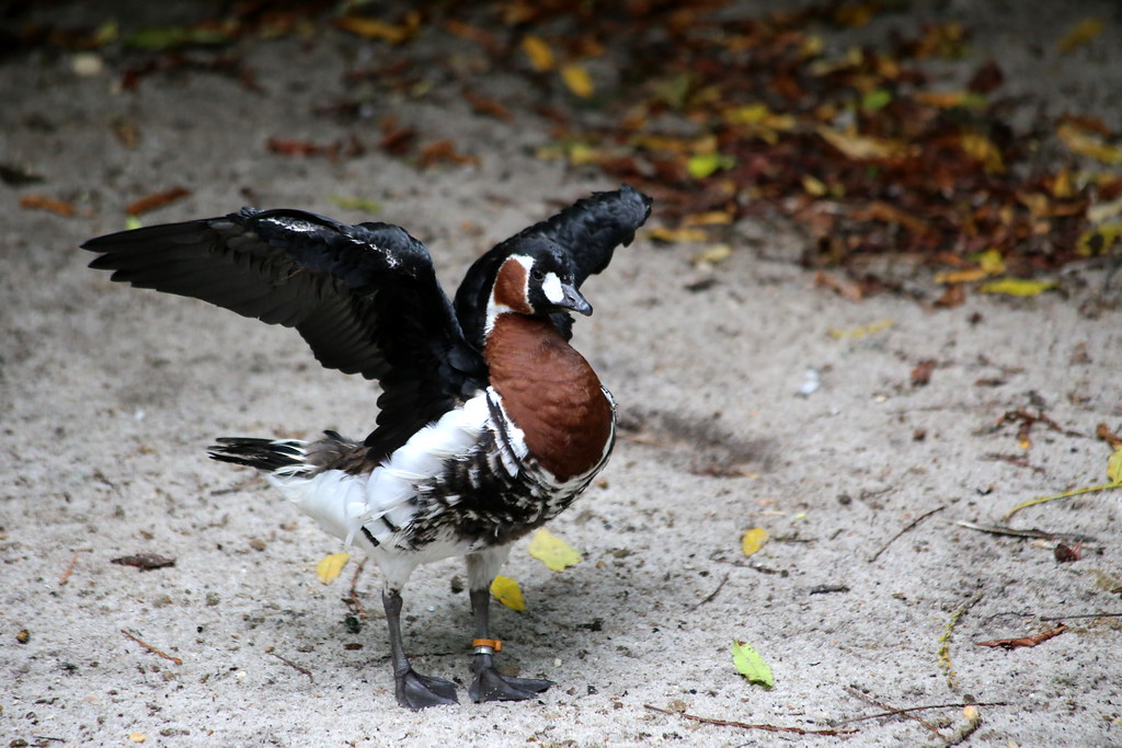 FirstChevalier's tweet image. Look at that. Two days in a row and getting Monday Morning With Jesus done at the beginning of the week instead of the end.
Link-markmalcolm.substack.com/p/a-goose-in-c…
Image-"RED-BREASTED GOOSE" by cuatrok77 is licensed under CC BY-SA 2.0.
