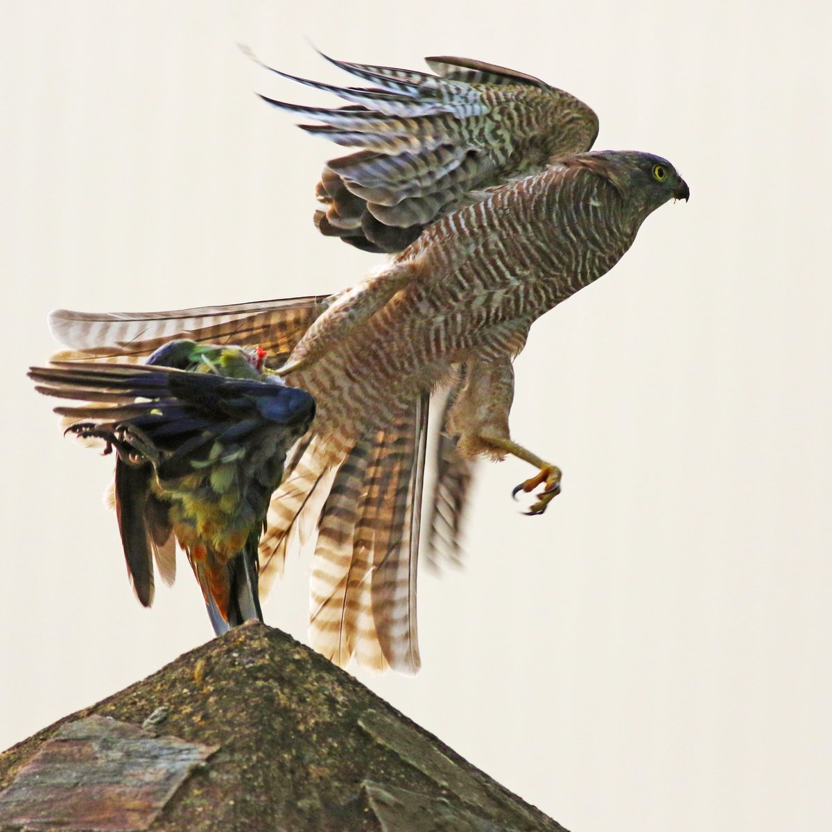 A collared sparrowhawk launching from a gatepost with its prize (a rosella).