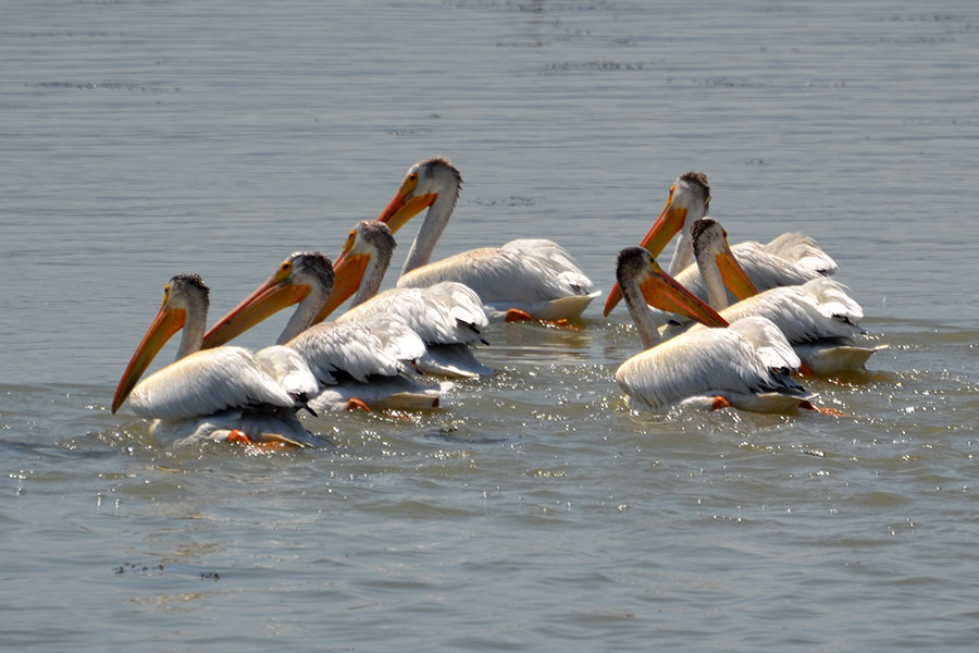 @UtahDWR confirms pelicans nesting on Hat Island for first time since 1943!
#conservationatwork #conservationsuccess

Read more: wildlife.utah.gov/news/utah-wild…