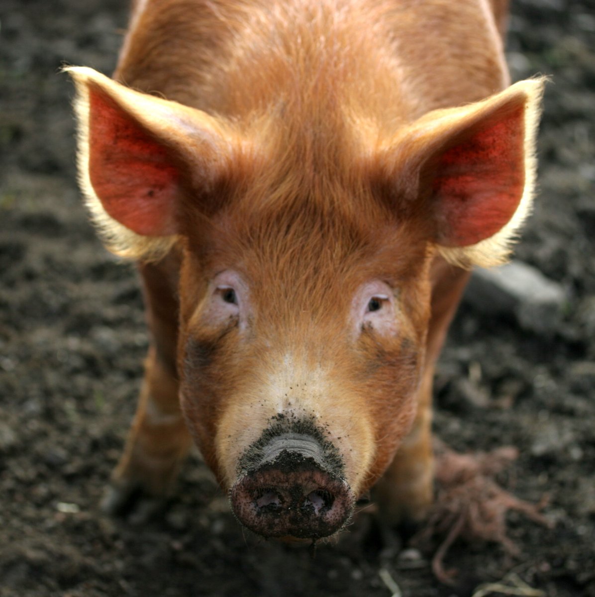 #InternationalHeritageBreedsWeek The Tamworth is considered Britain's oldest pure breed of pig and thought to be the closest living relative of the Old English Forest Pig. A very hardy animal suited to an outdoor system. Read more here: rbst.org.uk/tamworth 📸Ewen Robertson