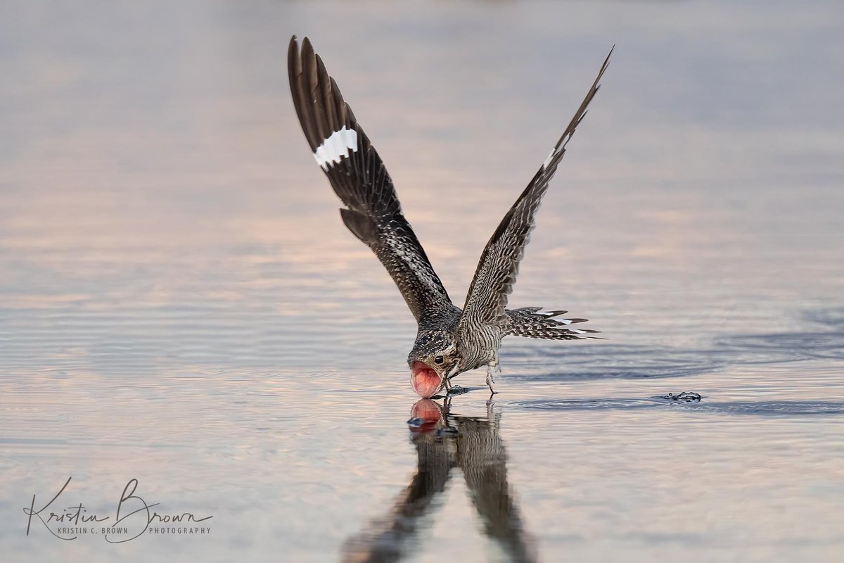 I’ve seen plenty of Common Nighthawks in my life but I’ve never seen in this pose. Such a big mouth!! Such little feet hanging down!! Amazing tail action happening too. I’m obsessed with this photo. 📸 : Kristin C Brown