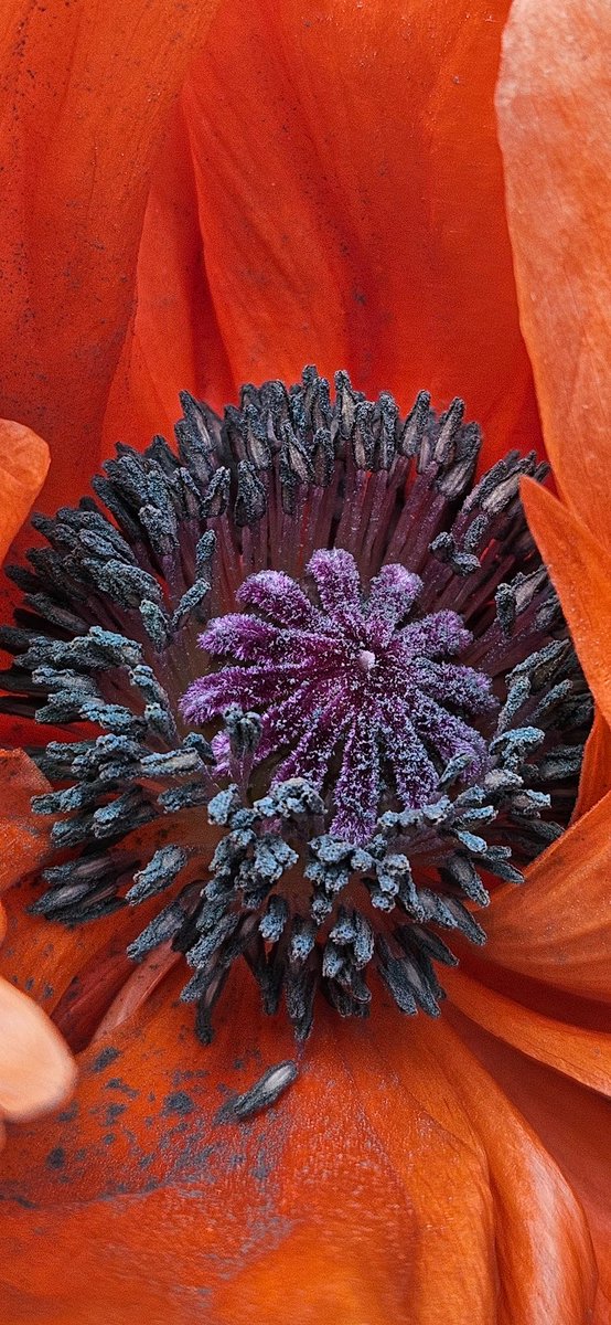 Triciaeva597's tweet photo. Close up of poppy center
#momsgarden #poppy #orange #photography #closeup #flowers https://t.co/p59XiQXUUS