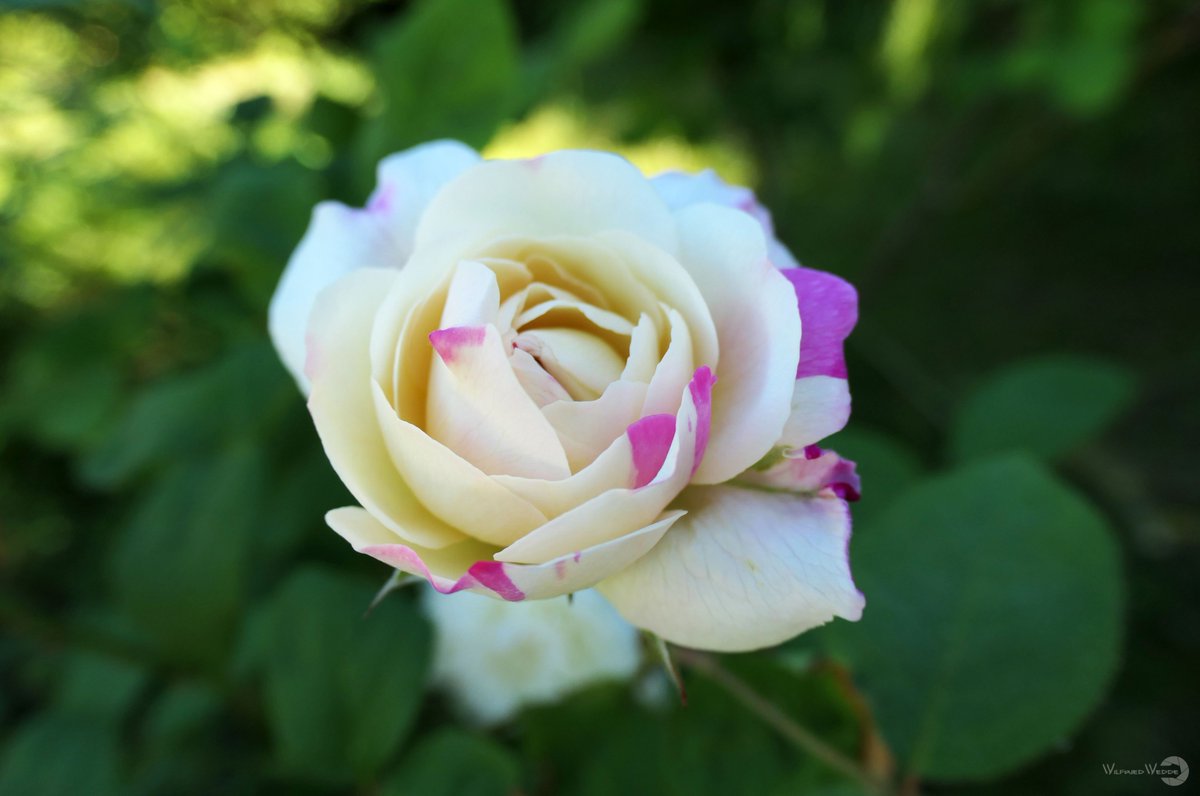 LieseAnne93756's tweet photo. Einen schönen und angenehmen Nachmittag wünsche ich   🌹 https://t.co/1Wc231pRdF