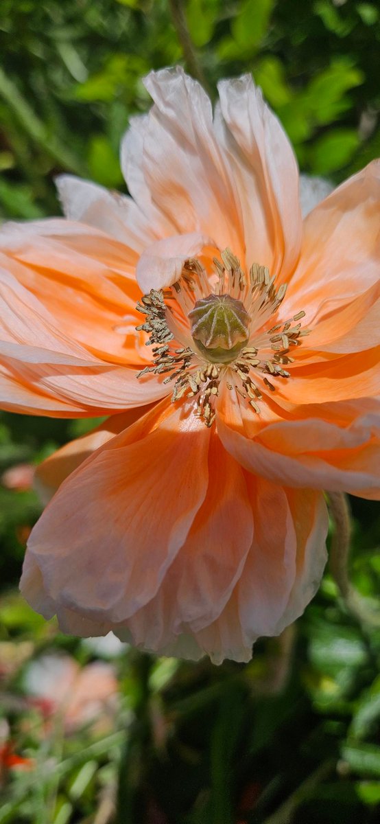 Triciaeva597's tweet photo. Poppy season
#Creamsicle #poppy #orange #white #hybrid #photography #flowers https://t.co/4klgHOMRQ6