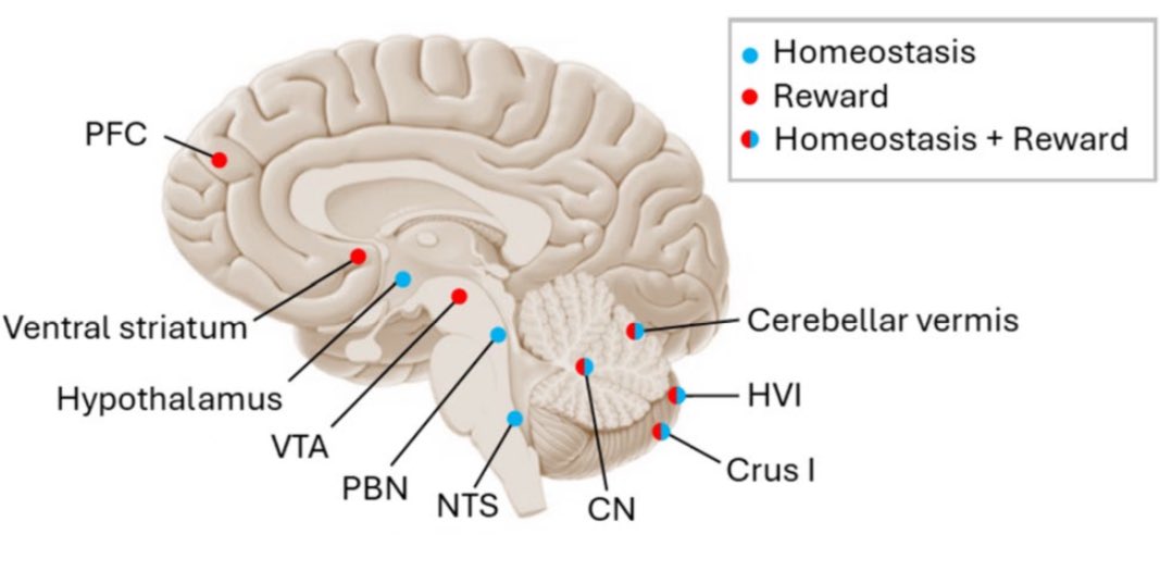 Delighted to coauthor this Consensus paper: 'Cerebellum and Reward' with Prof Mario Manto and colleagues. We reviewed: ✅ Catecholamine signaling in the dentate for #reward and #cognition (@LabCarlson) ✅ #Cerebellum and autism (@PeterTs86867880) ✅ Impulse control behaviors in